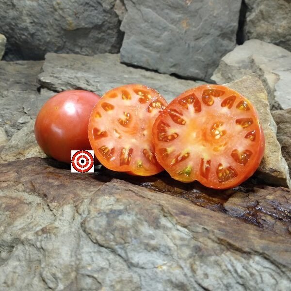 Cindy's West Virginia Tomato