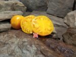 Claude Brown's Yellow Giant Tomato Heirloom Tomatoes