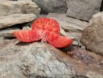 Cody Pink Tomato - Image 2