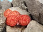 Cody Pink Tomato - Image 4