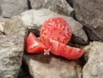 Cody Pink Tomato - Image 5