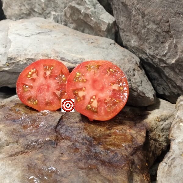 Columbus Mississippi Red Tomato