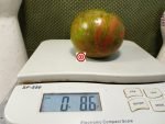 Dwarf Copia Tomato - Image 2