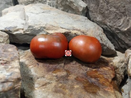 Copper Pipe Tomato