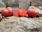 Dwarf Crazy Calliope Tomato - Image 2