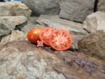 Crimean Red Tomato