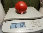 Crimean Red Tomato Canning Tomatoes