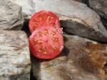 Crimean Red Tomato Heirloom Tomatoes
