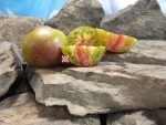 Crimson Sunset Dwarf Tomato