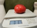Crnkovic Yugoslavian Tomato