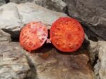 Crnkovic Yugoslavian Tomato Canning Tomatoes