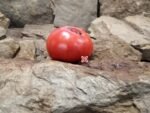 Crnkovic Yugoslavian Tomato Heirloom Tomatoes