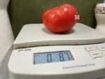 Crnkovic Yugoslavian Tomato Large Tomatoes