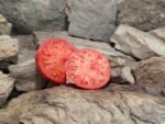 Crnkovic Yugoslavian Tomato Rare Tomatoes