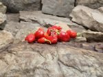 Cumari Pullox Pepper - Image 5