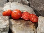 Cuyano Tomato Heirloom Tomatoes