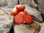 Cuyano Tomato Rare Tomatoes