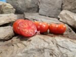 Cuyano Tomato Seeds