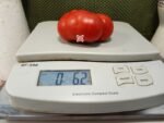 Cuyano Tomato Slicing Tomato