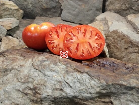 Dinner Plate Tomato