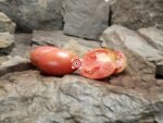 Donkey Ears Tomato Rare Tomatoes