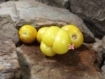 Doochova Yellow Pepper Tomato Cooking Tomatoes