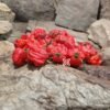 Dragons Breath Pepper