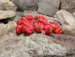 Dragons Breath Pepper