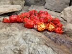 Dragons Breath Pepper - Image 2