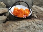 Duckling Micro Dwarf Tomato Container Tomatoes