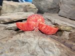 Dwarf Alma's Century Pink Tomato - Image 3