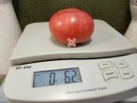 Dwarf Alma's Century Pink Tomato - Image 4