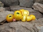 Dwarf Amber Colored Tomato