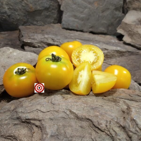 Dwarf Amber Colored Tomato