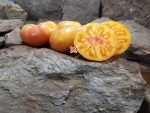 Dwarf Beauty of the Surf Tomato