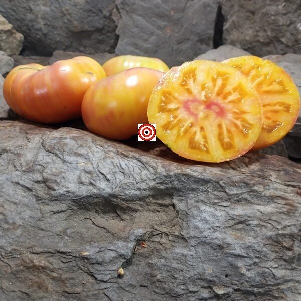 Dwarf Beauty of the Surf Tomato