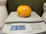 Beauty of the Surf Dwarf Tomato - Image 3