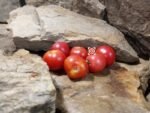 Dwarf Bendigo Rose Dwarf Tomato