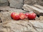 Dwarf Bendigo Rose Tomato Seeds.