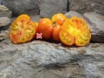 Dwarf Boyd Smith Tomato
