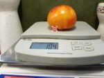 Dwarf Boyd Smith Tomato - Image 4