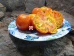 Dwarf Boyd Smith Tomato - Image 5