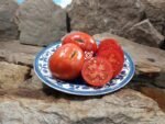 Dwarf Broody Hen Tomato