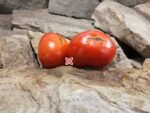 Dwarf Broody Hen Tomato Container Tomatoes