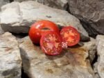 Dwarf Broody Hen Tomato Dwarf Tomatoes