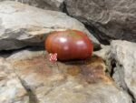 Dwarf Bsp Tomato