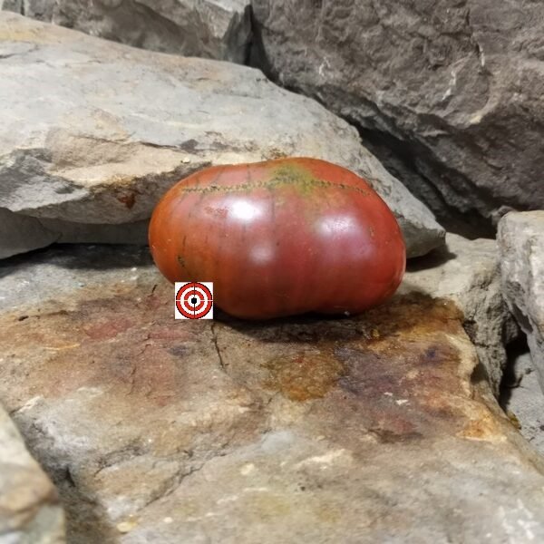 Dwarf Bsp Tomato