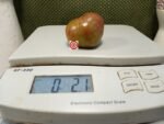 Dwarf Bsp Tomato Container Tomatoes