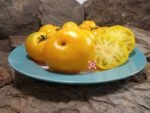 Dwarf Clare Valley Yellow Tomato