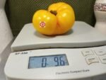 Dwarf Clare Valley Yellow Tomato Container Tomatoes